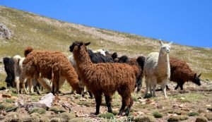 What to do in Purmamarca? Tips on how to get the most out of your stay in the North of Argentina - Becci Abroad