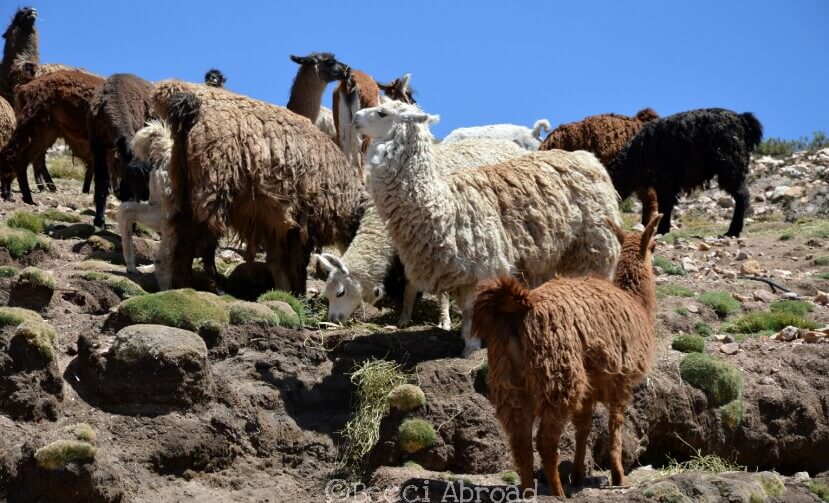 Get inspiration on how to best plan your itinerary for Northwest Argentina – Jujuy, Purmamarma, Tilcara and Humahuaca