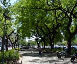 The trees of Buenos Aires is one of the most outstanding things when visiting the Argentine capital – you will love them, I’m sure!