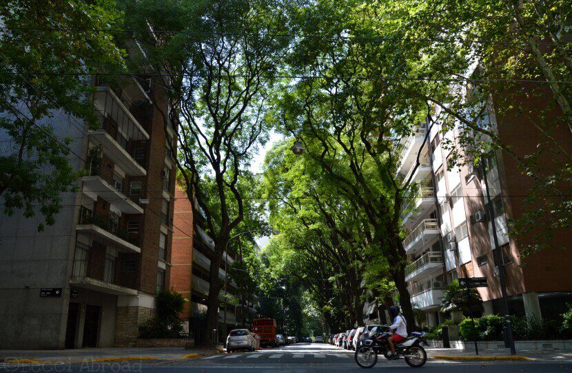 The trees of Buenos Aires is one of the most outstanding things when visiting the Argentine capital – you will love them, I’m sure!