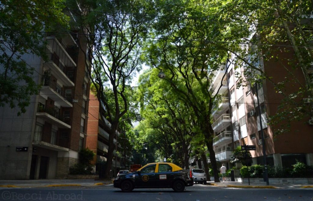 A love letter to the trees of Buenos Aires