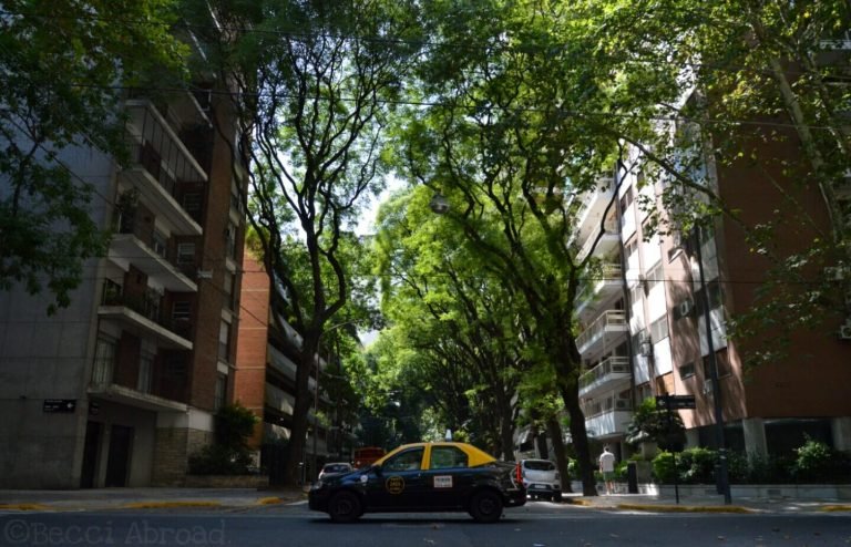 A love letter to the trees of Buenos Aires