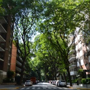 The trees of Buenos Aires is one of the most outstanding things when visiting the Argentine capital – you will love them, I’m sure!