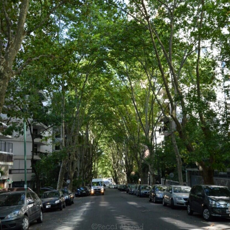Street covered with trees in Buenos Aires Becci Abroad