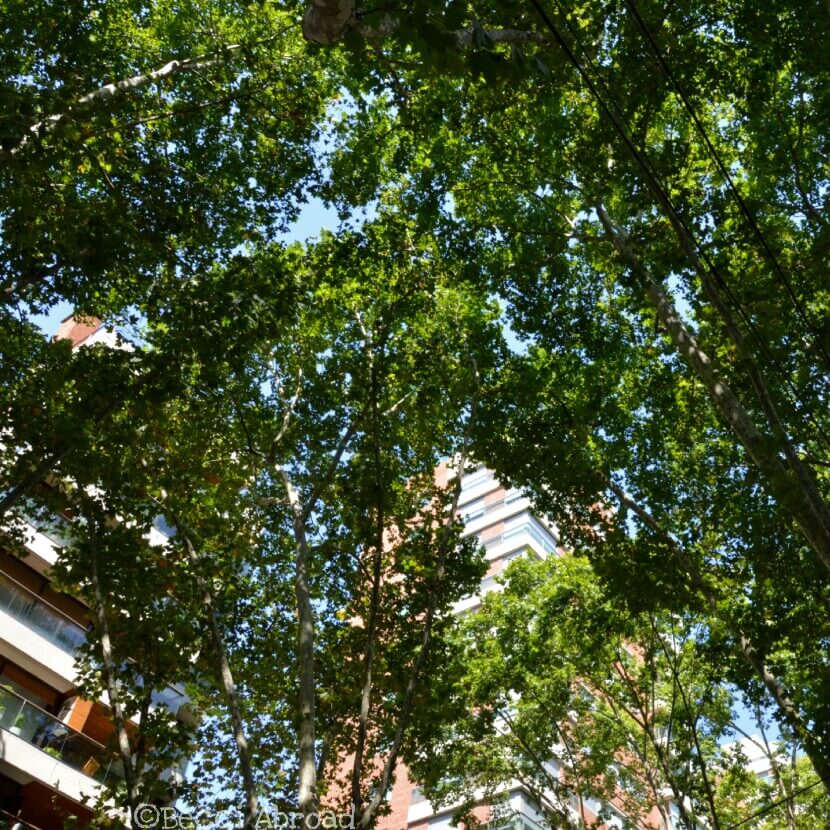 The trees of Buenos Aires is one of the most outstanding things when visiting the Argentine capital – you will love them, I’m sure!