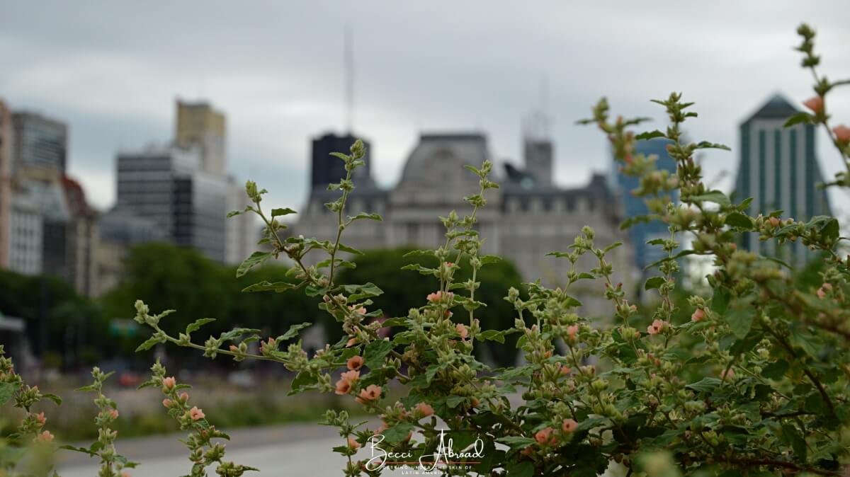 Blomster og skyline i Buenos Aires