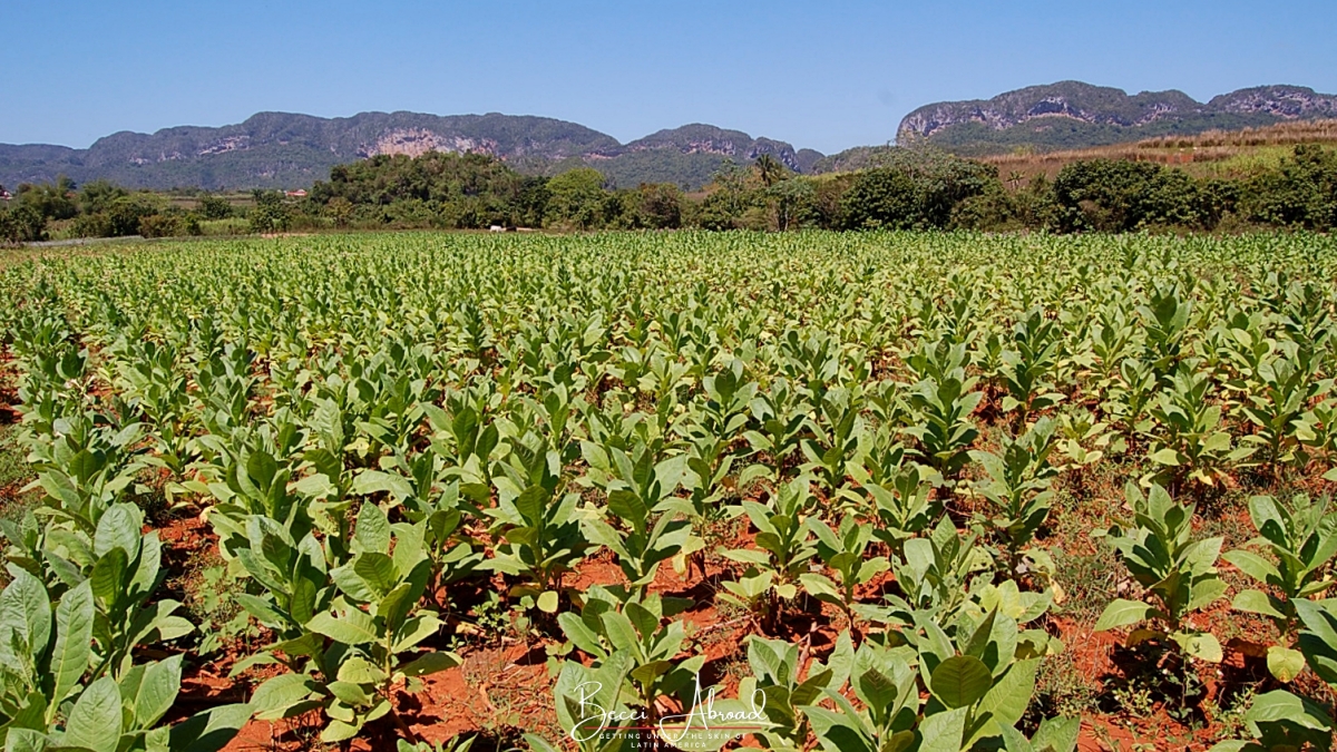 Stunning view of Viñales Valley, a must-see destination on any Cuba bucket list