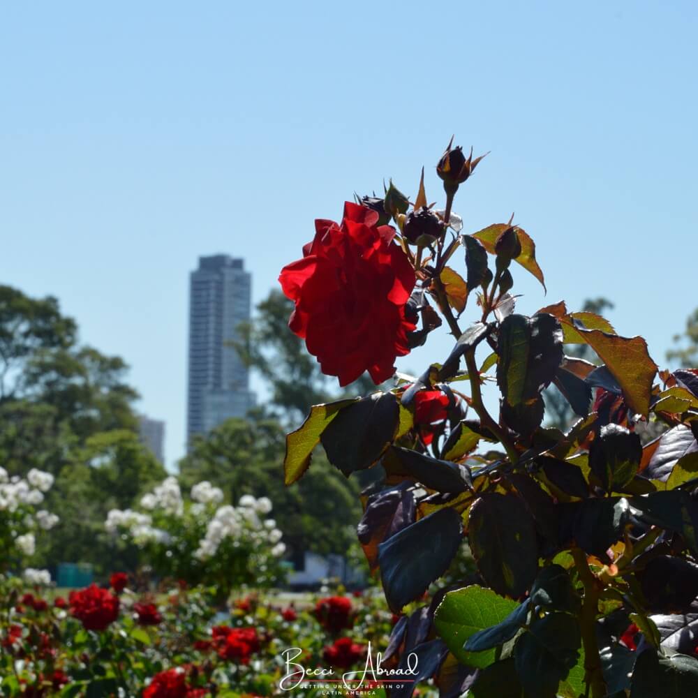 En rose i Buenos Aires - En guide til at arbejde i Argentina som udlændinge 