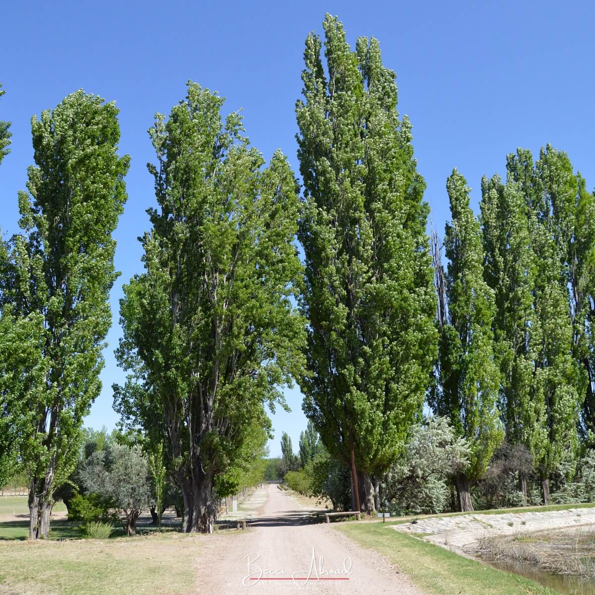 San Rafael (Mendoza) is the perfect spot for visiting local wineries and beautiful nature.