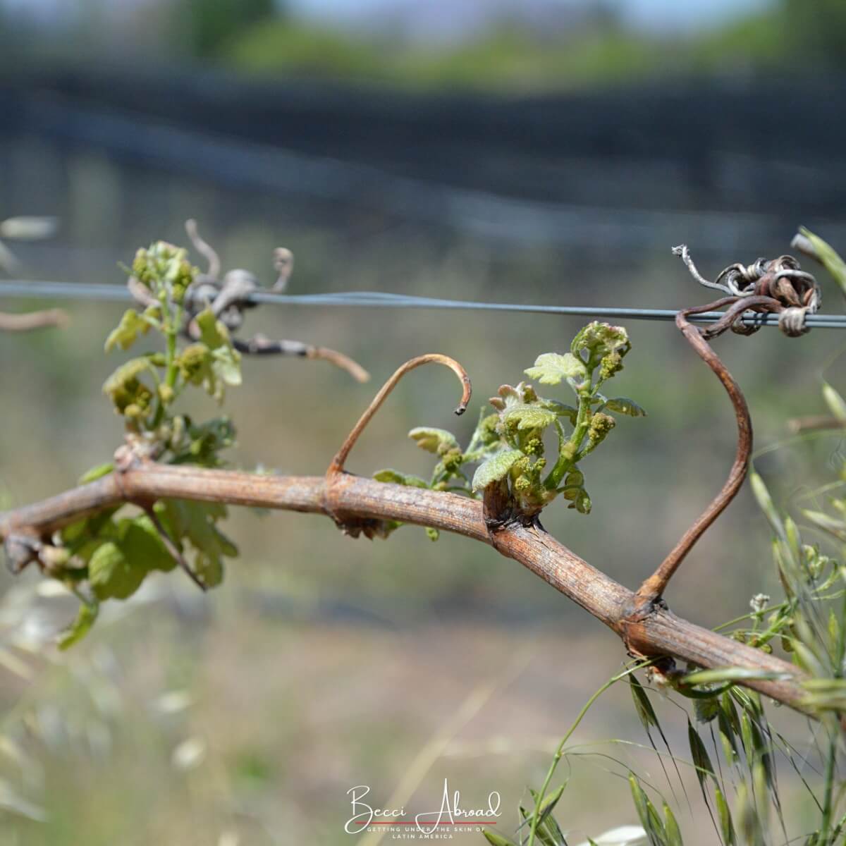 San Rafael (Mendoza) is the perfect spot for visiting local wineries and beautiful nature.