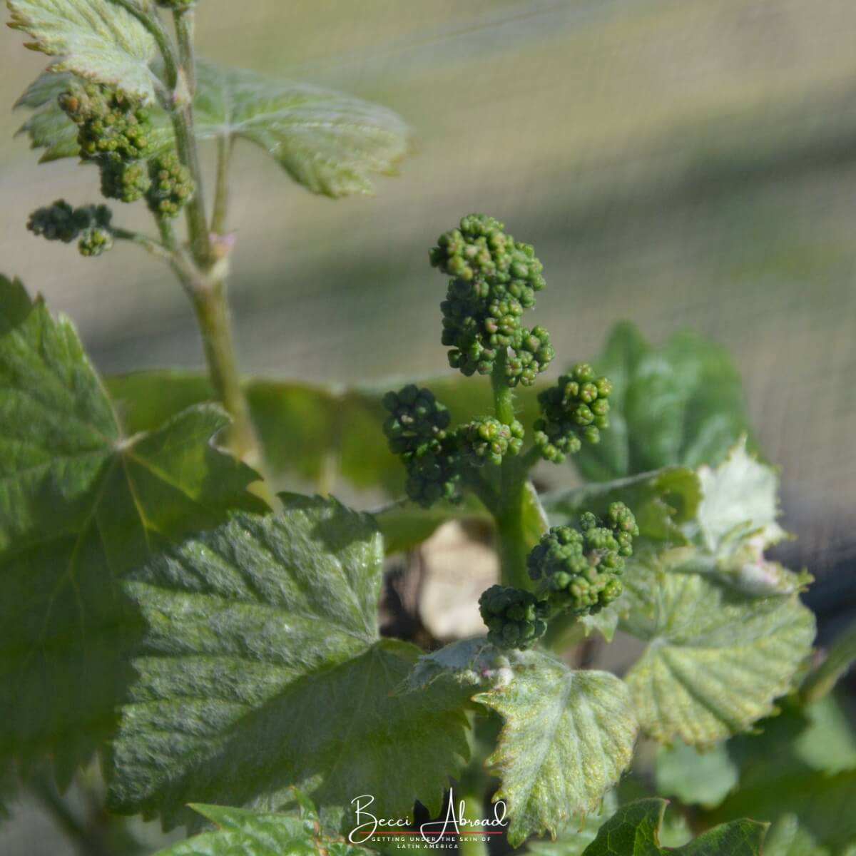 San Rafael (Mendoza) is the perfect spot for visiting local wineries and beautiful nature.