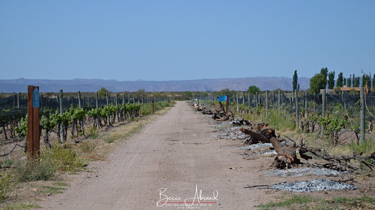 San Rafael (Mendoza) er det perfekte sted i Argentina til at besøge vingårde og smuk natur.