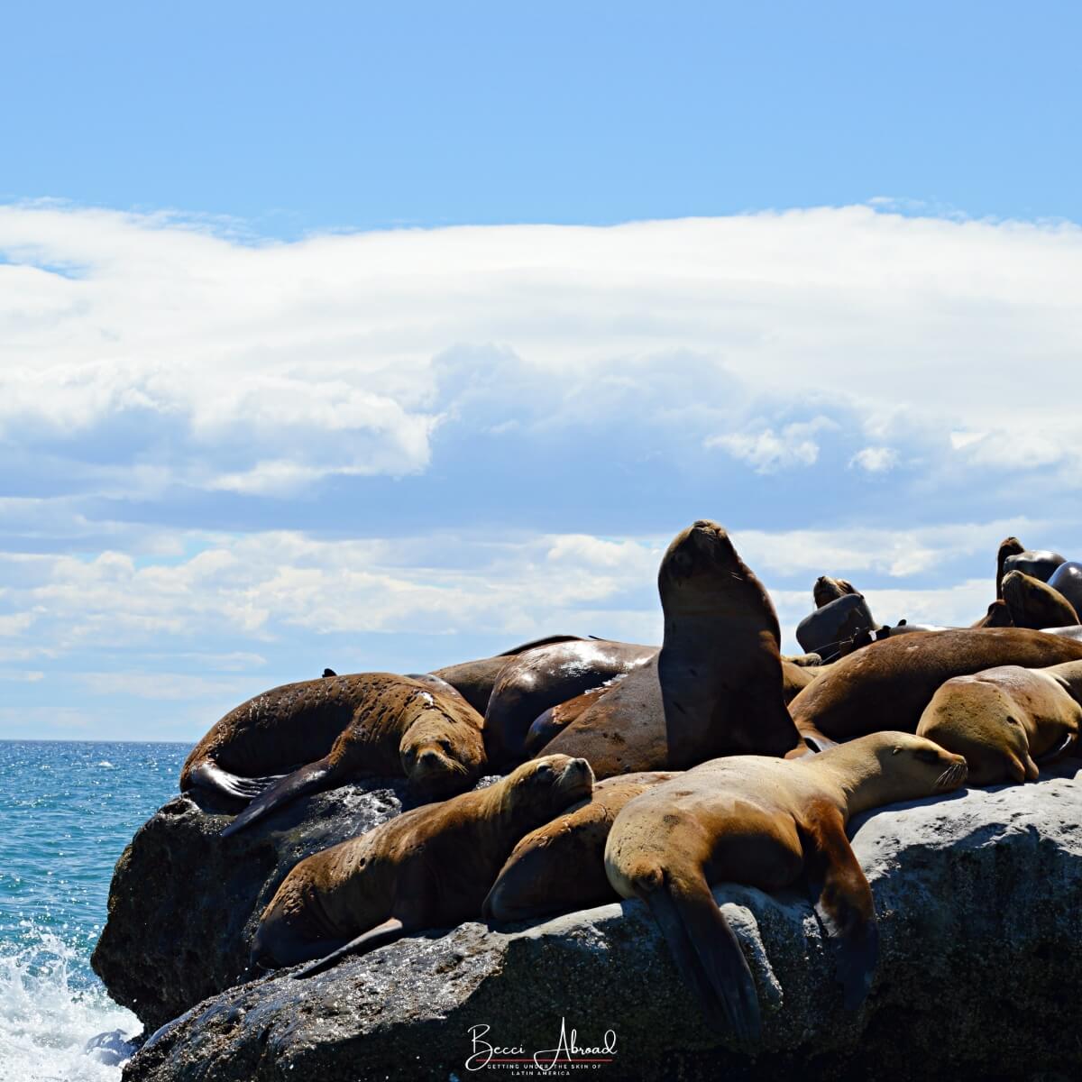 The Valdes Peninsula: the Best Places to Visit in Argentina