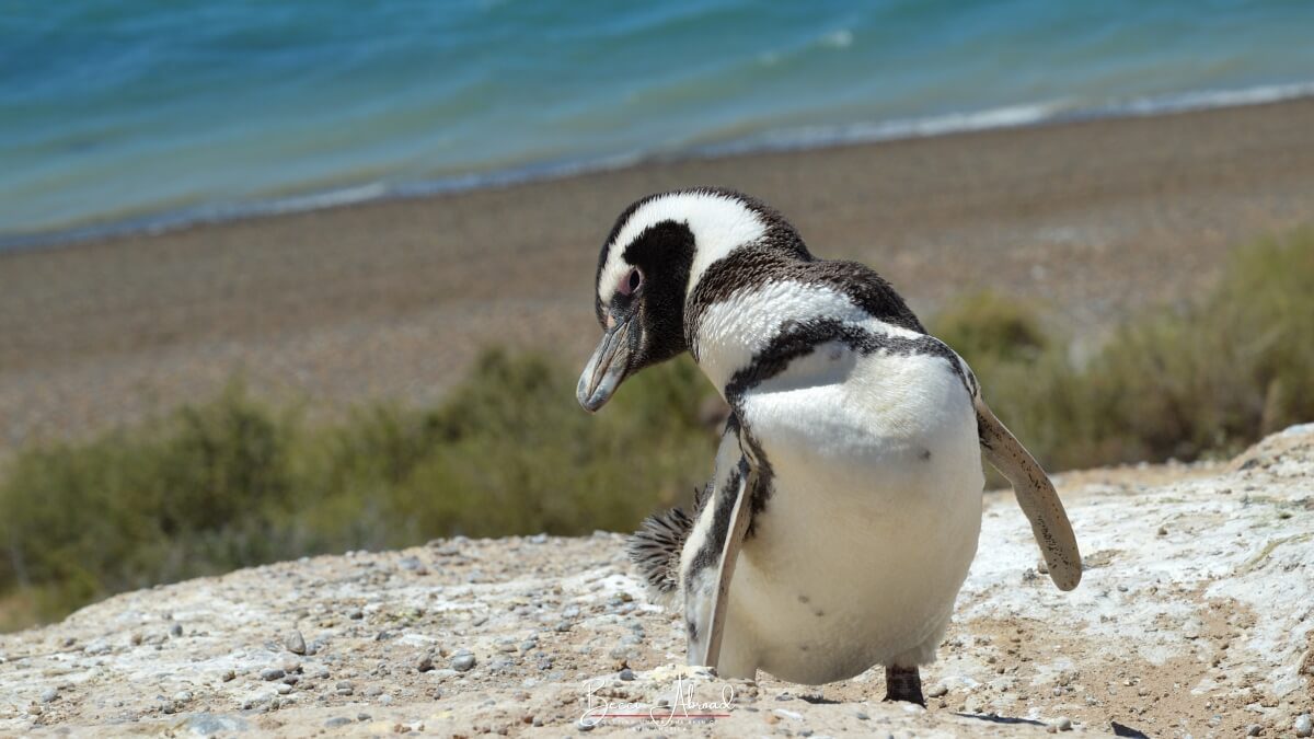 The Valdes Peninsula: the Best Places to Visit in Argentina