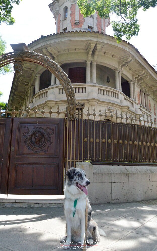 The best travel tips for a dog-friendly adventure in Buenos Aires