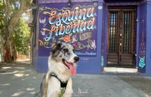 The Best Travel Tips for Dog-Friendly Adventures in Buenos Aires