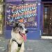 The best travel tips for a dog-friendly adventure in Buenos Aires