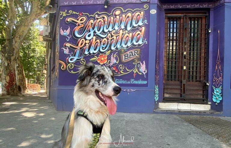 The best travel tips for a dog-friendly adventure in Buenos Aires