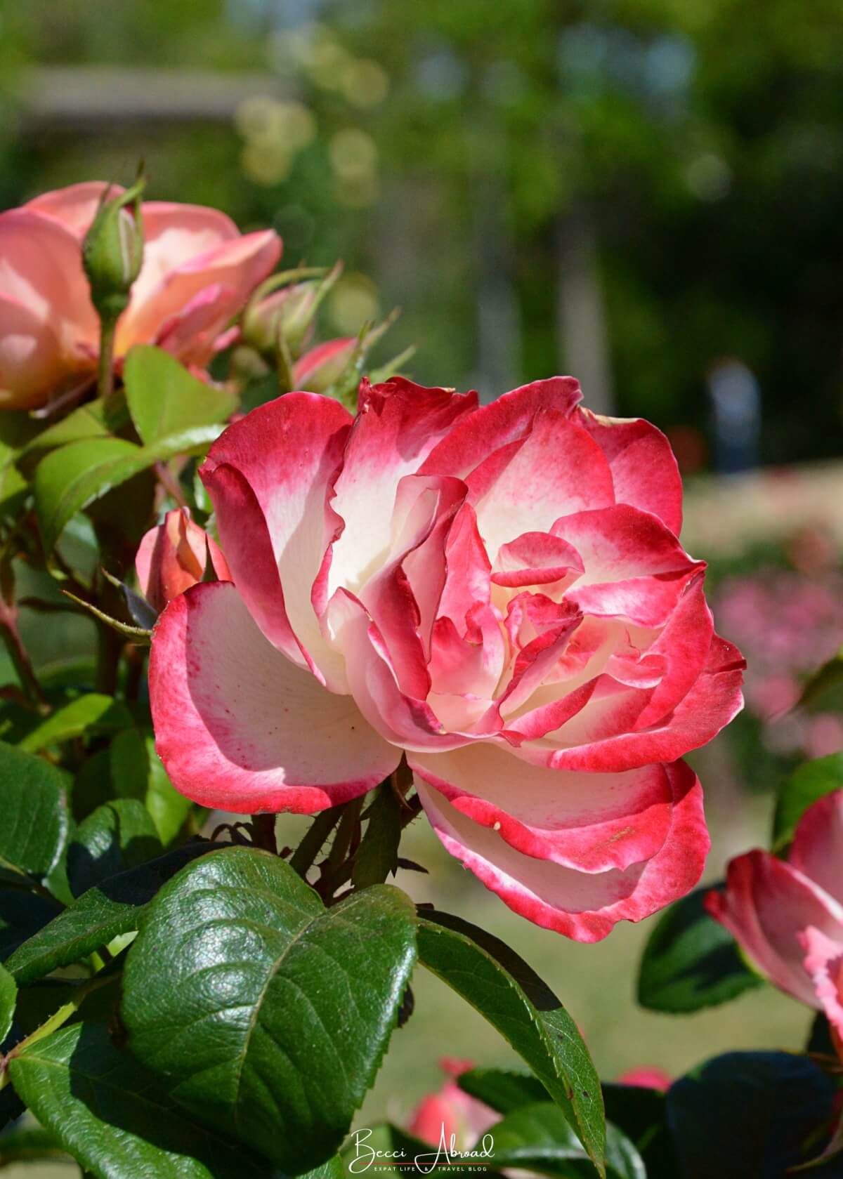 Roses at the Rose Garden at the Cervantes Park, a hidden gem in Barcelona