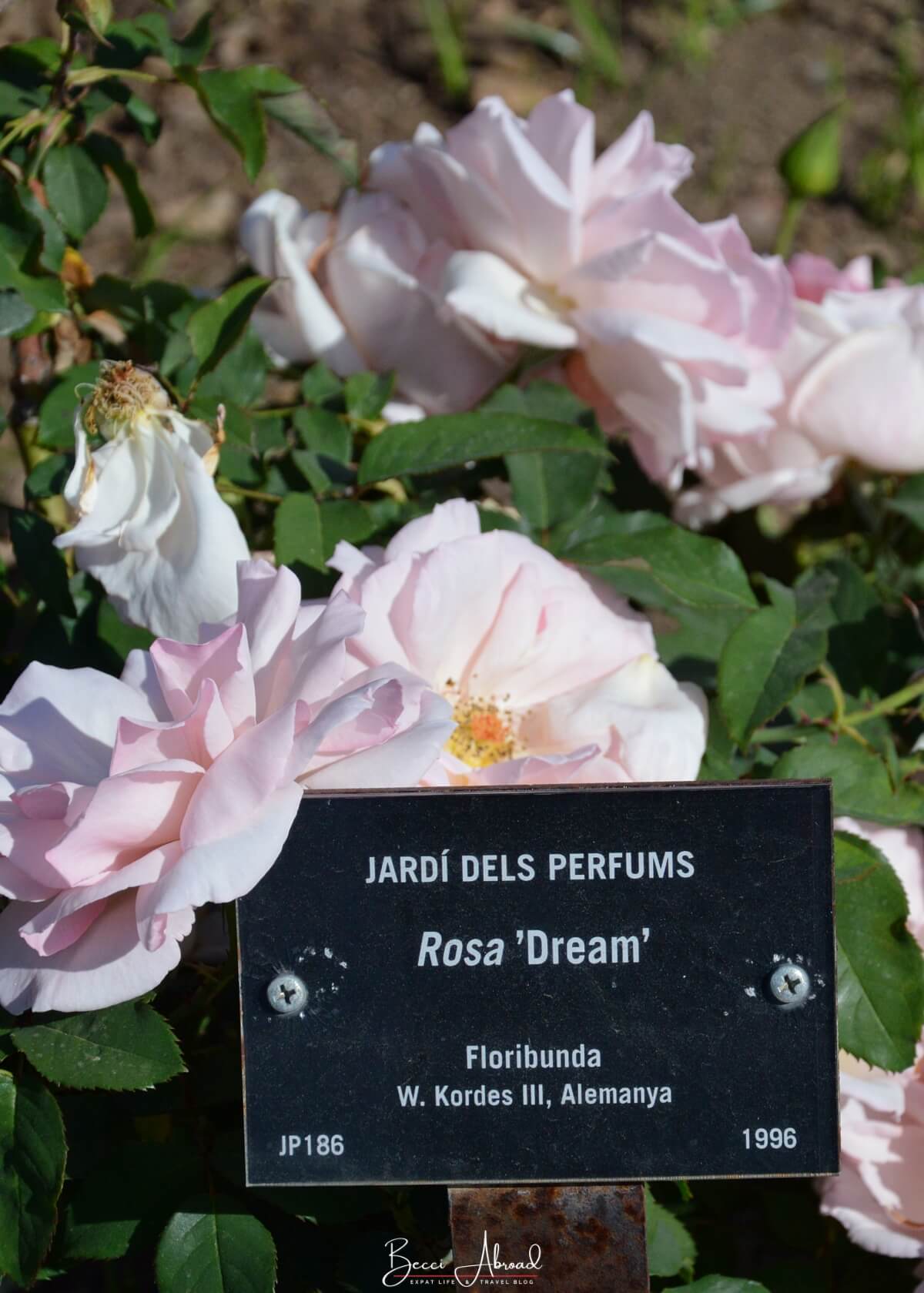 Roses at the Rose Garden at the Cervantes Park, a hidden gem in Barcelona