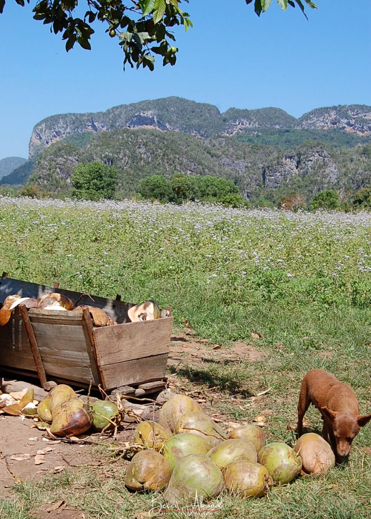 Visiting Cuban countryside in Viñales - one of the best things to do in Cuba