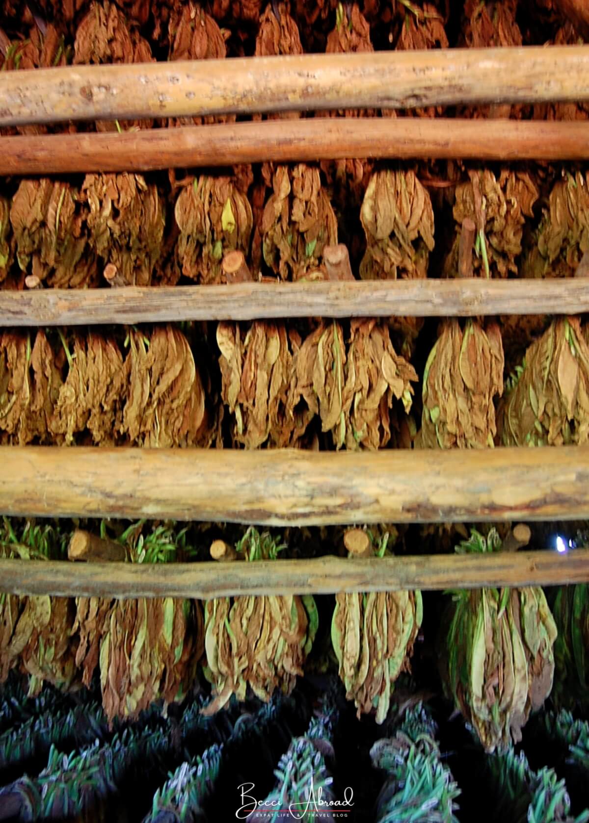 Tobacco Farm in Viñales - one of the best things to do in Cuba