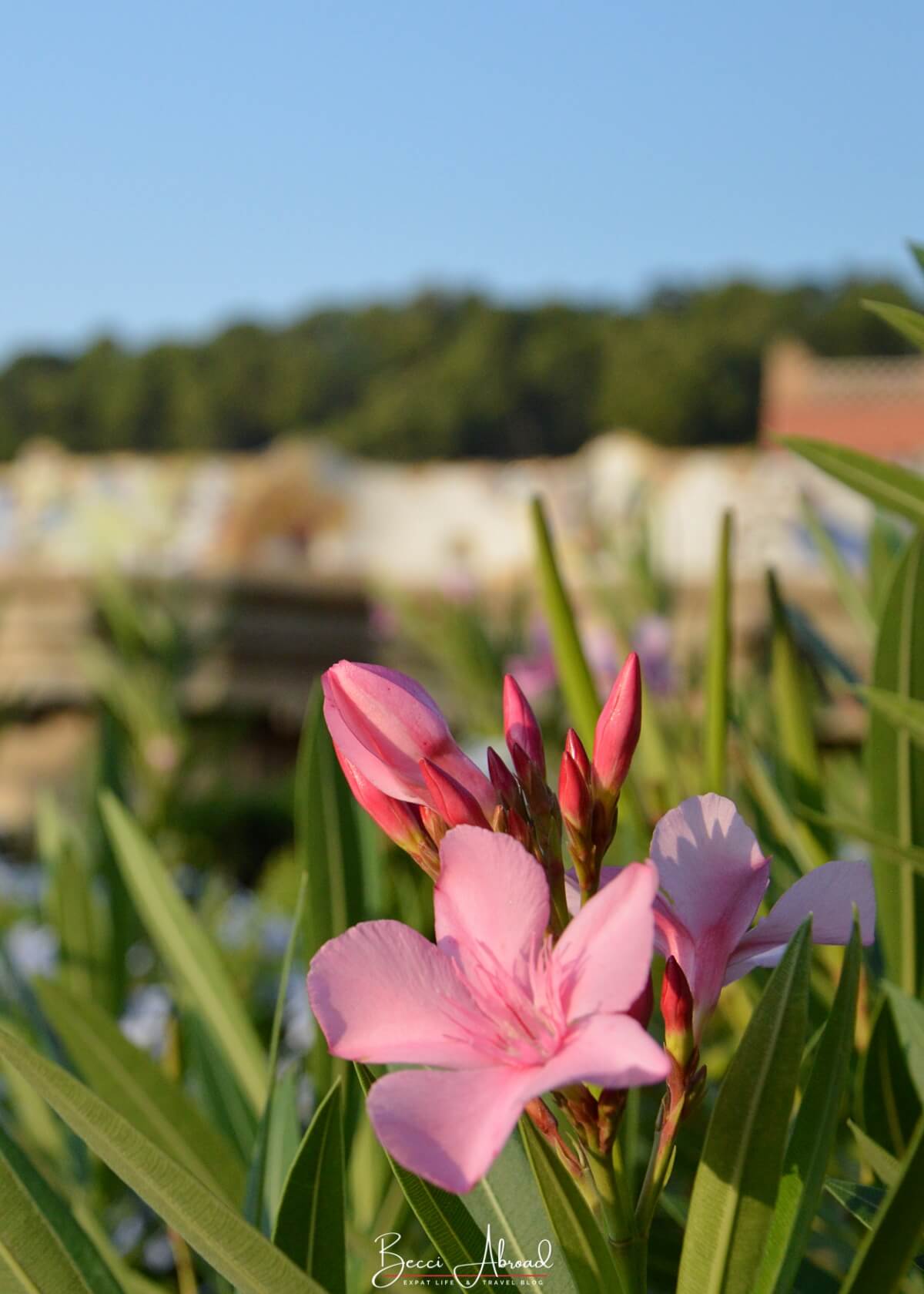 Close-up of a flower in the Austria Gardens, a peaceful section of Park Güell in Barcelona