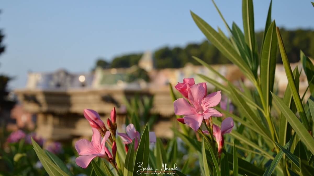 Flowers in Park Güell, one of Barcelona's most famous landmarks