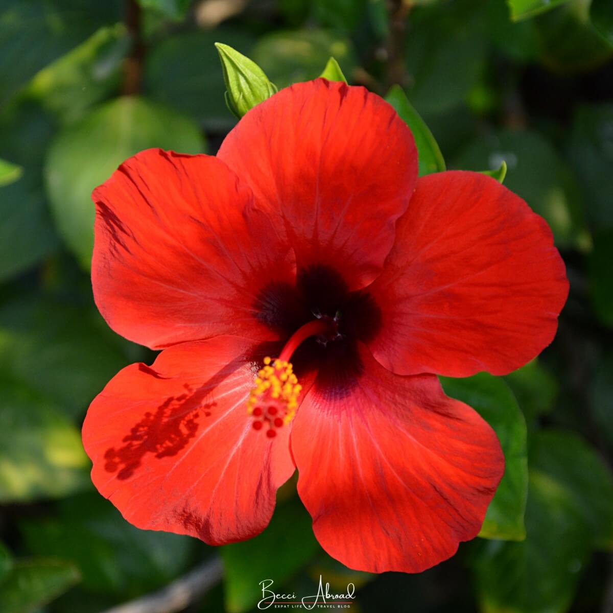 Close-up of a red flower in the Austrian Gardens in Park Guell