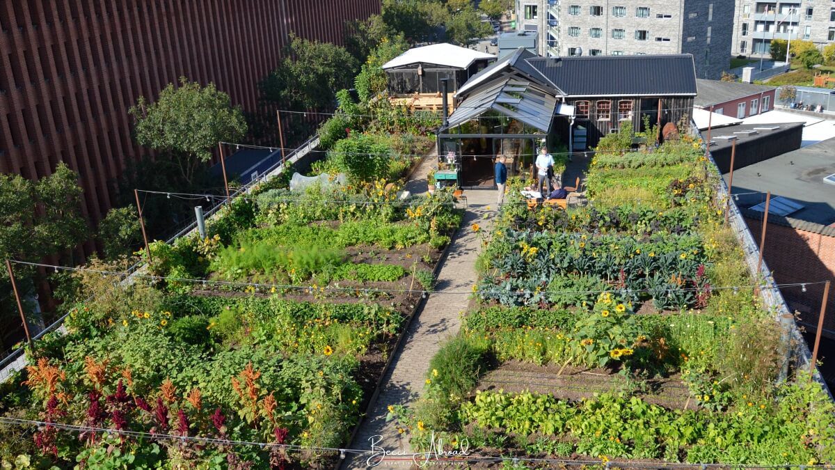 Gro Eatery, a urban farm on a rooftop terrace, is the perfect place to experience Copenhagen off the beaten path