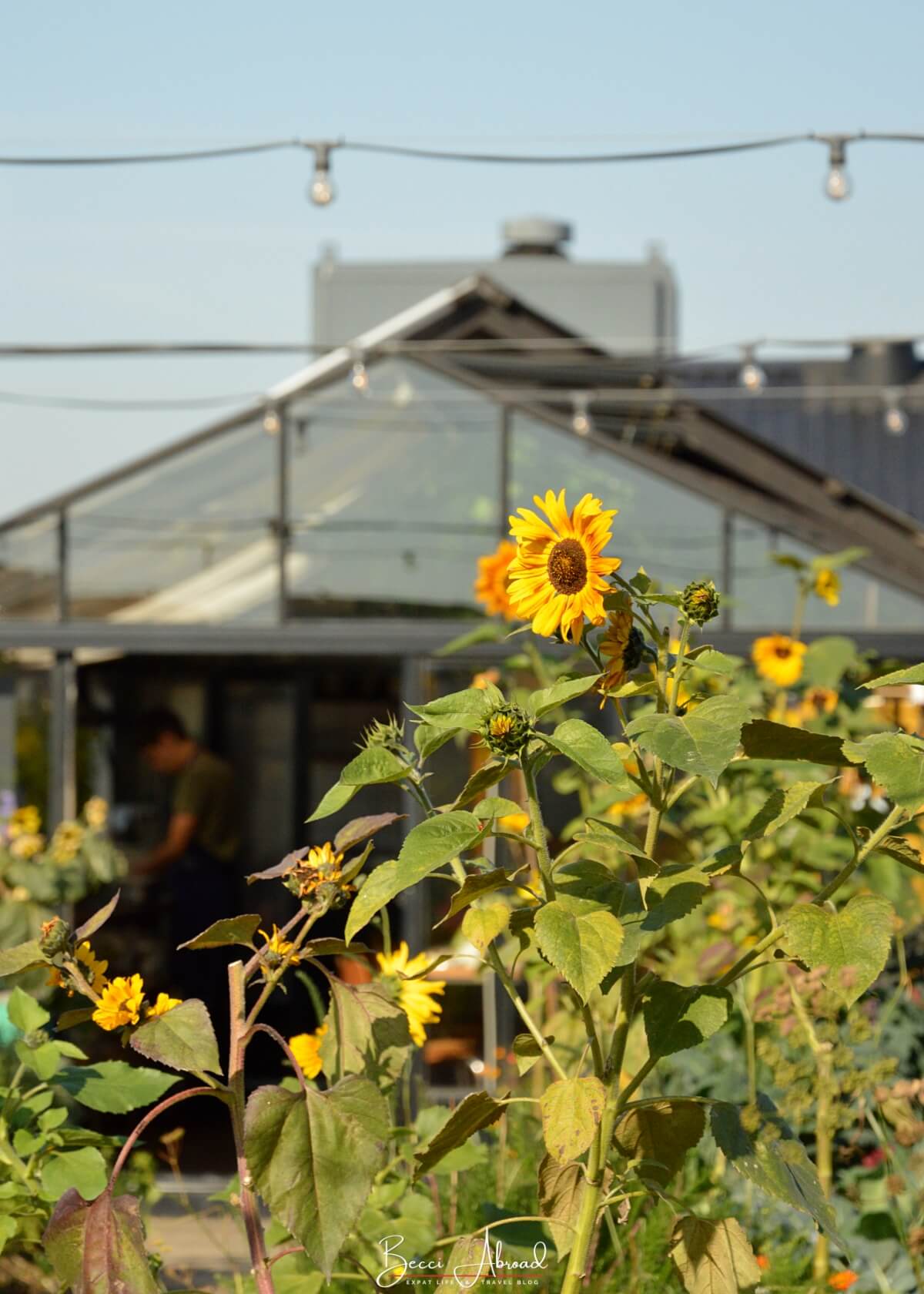 Sunflowers at Gro Eatery in Copenhagen