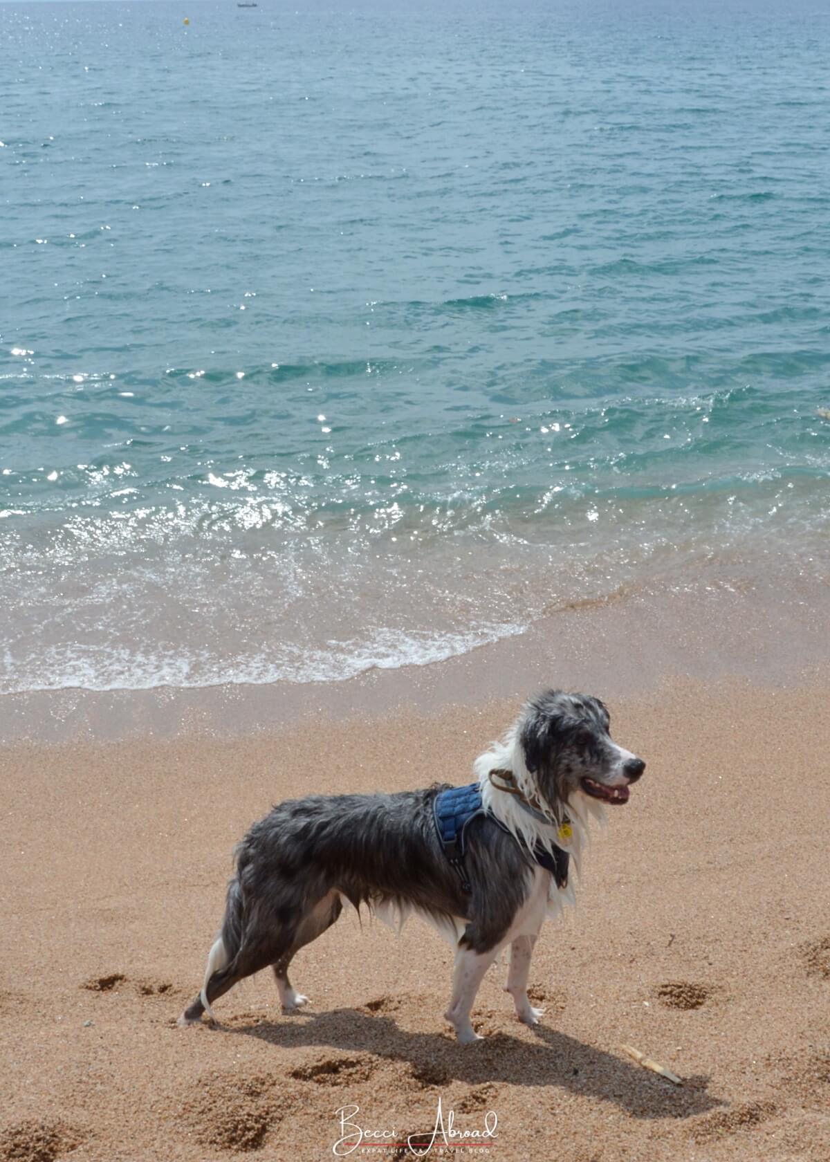 Dog enjoying the beach Platja S'Abanell on a Blanes Day trip