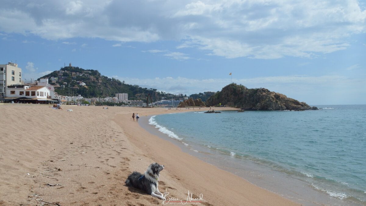 Dog enjoying the beach Platja S'Abanell on a Blanes Day trip