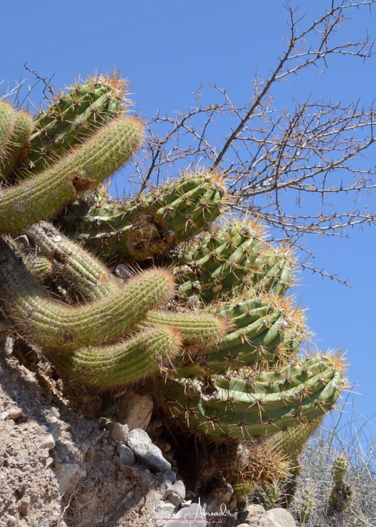 Cactus against a blue sky in Mendoza