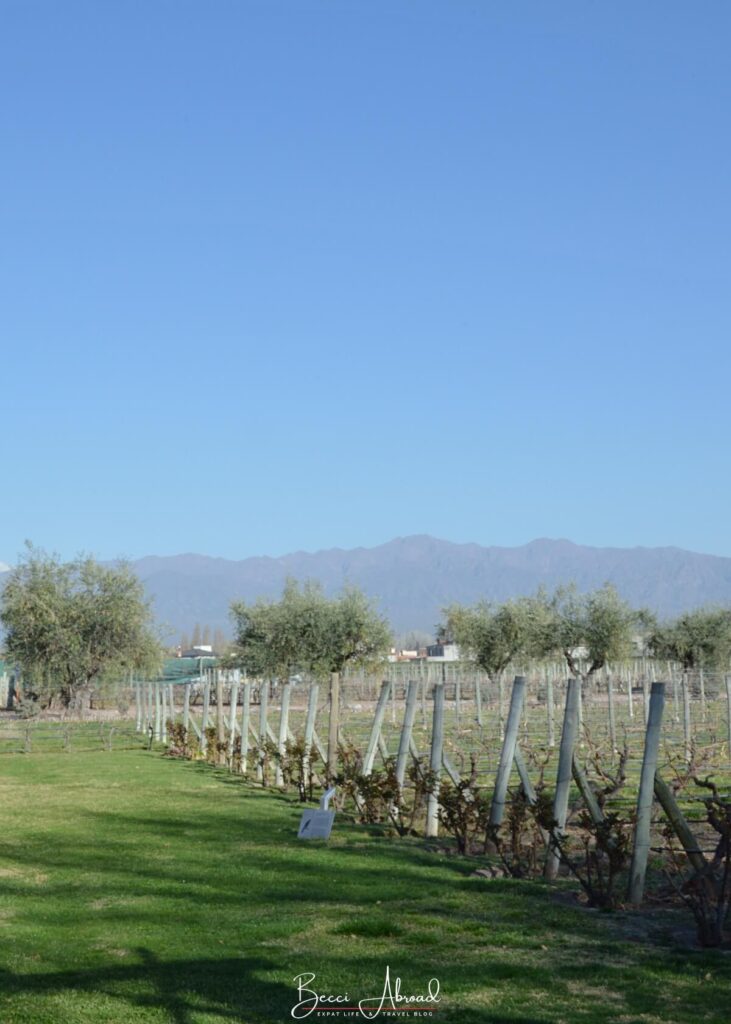 Vineyard in Mendoza, Argentina