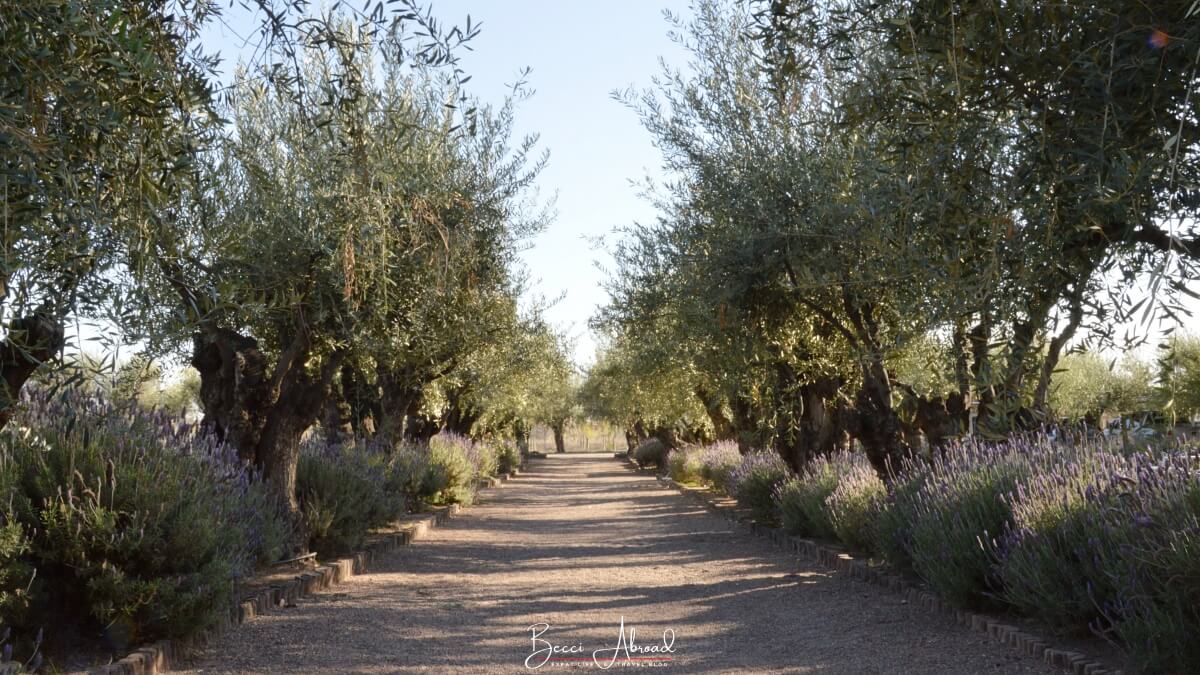 Olive trees in Mendoza, Argentina