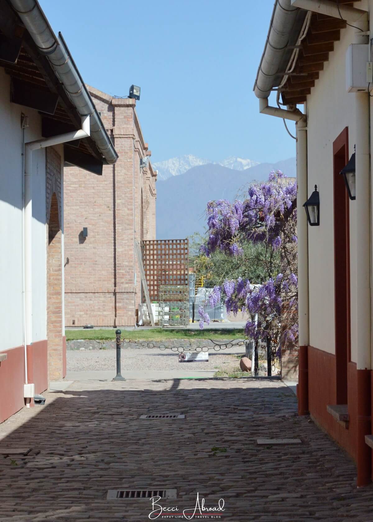 A vineyard in Mendoza with the view of the Andes Mountains in the background