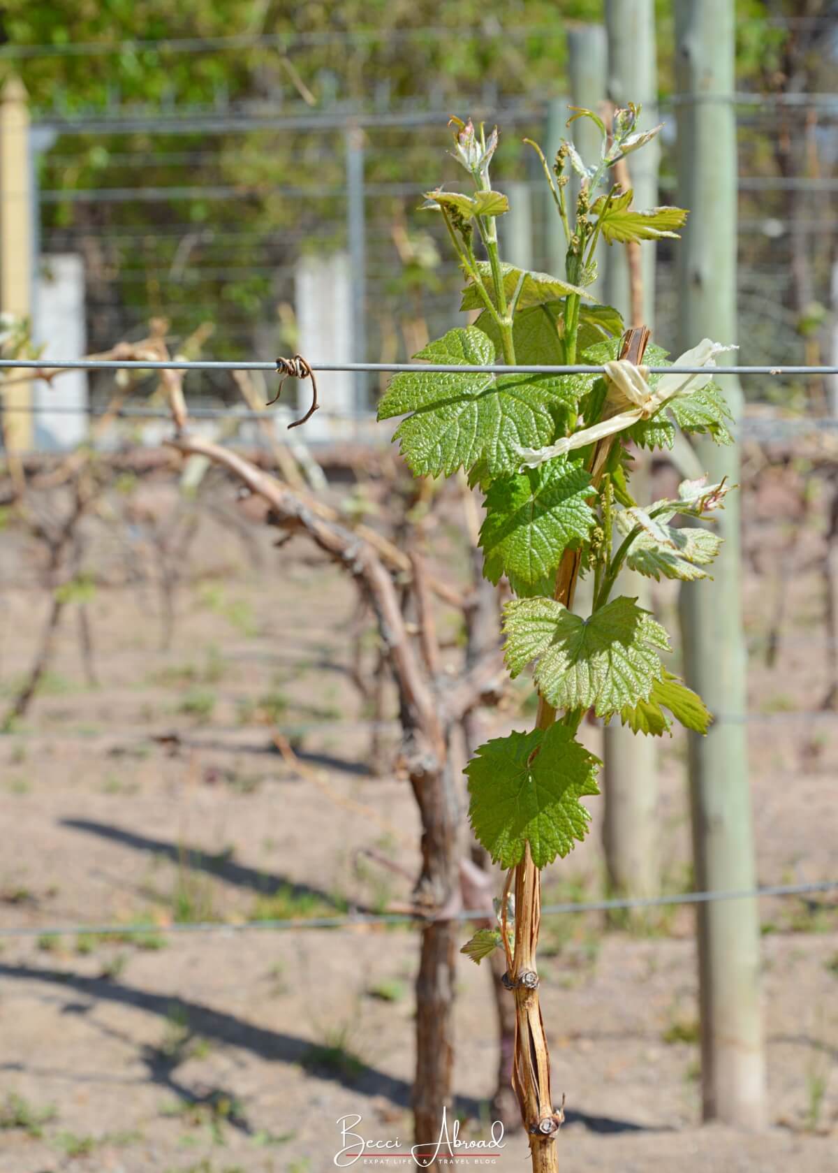 Wine grapes on a vineyard in Mendoza