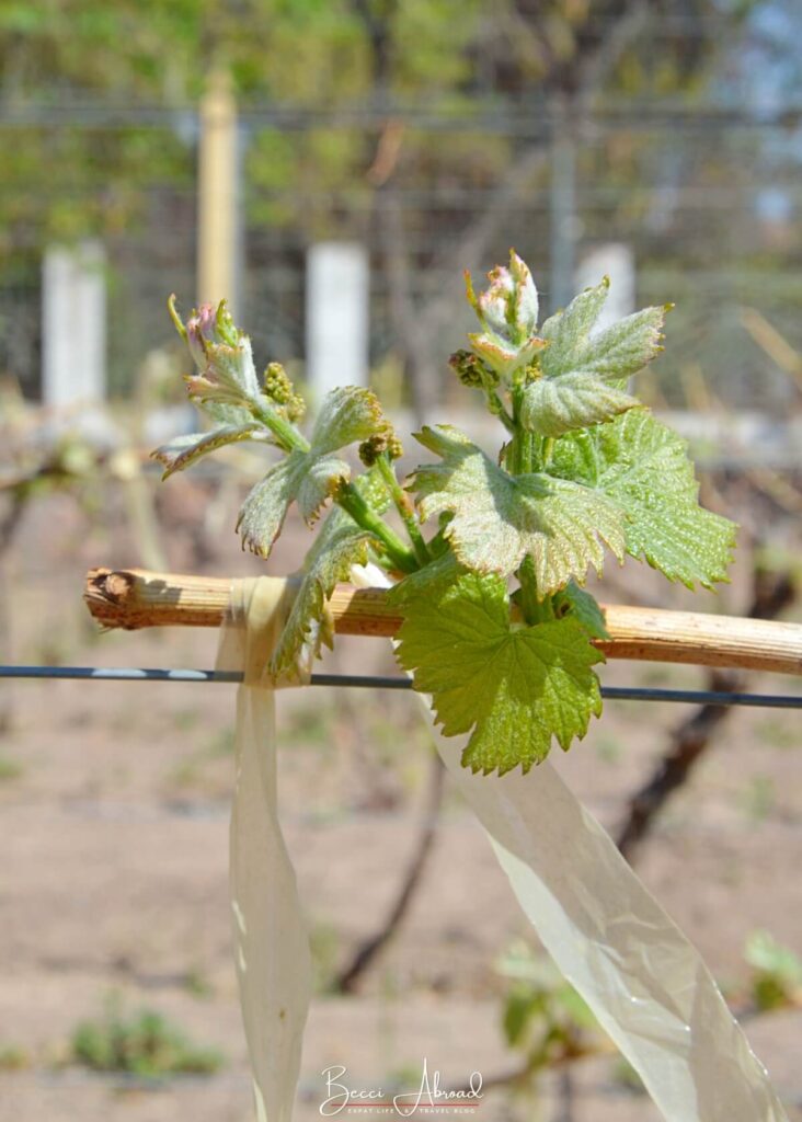 Grapes growing in Mendoza, Argentina