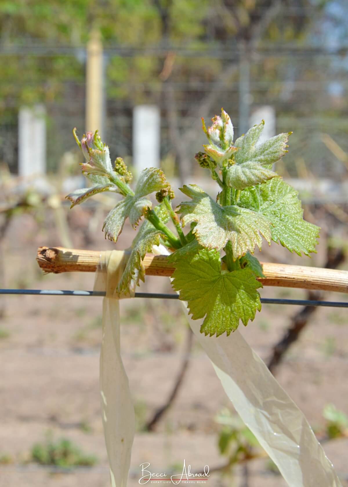 A grape plant growing in Mendoza, Argentina