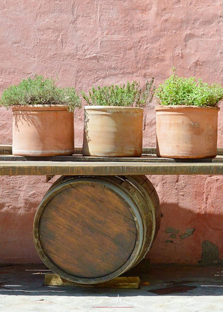 Flower pots in a vineyard in Mendoza