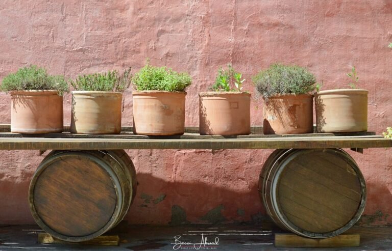 Mendoza Wine Tours: How to Do a Wine Tasting in Mendoza, Argentina