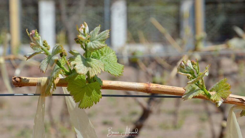 Wine grapes growing in Mendoza, Argentina