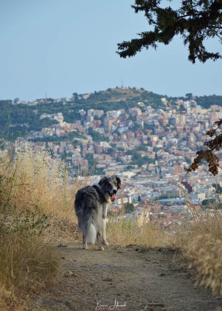 expat-living-barcelona-7 Work with Becci Abroad