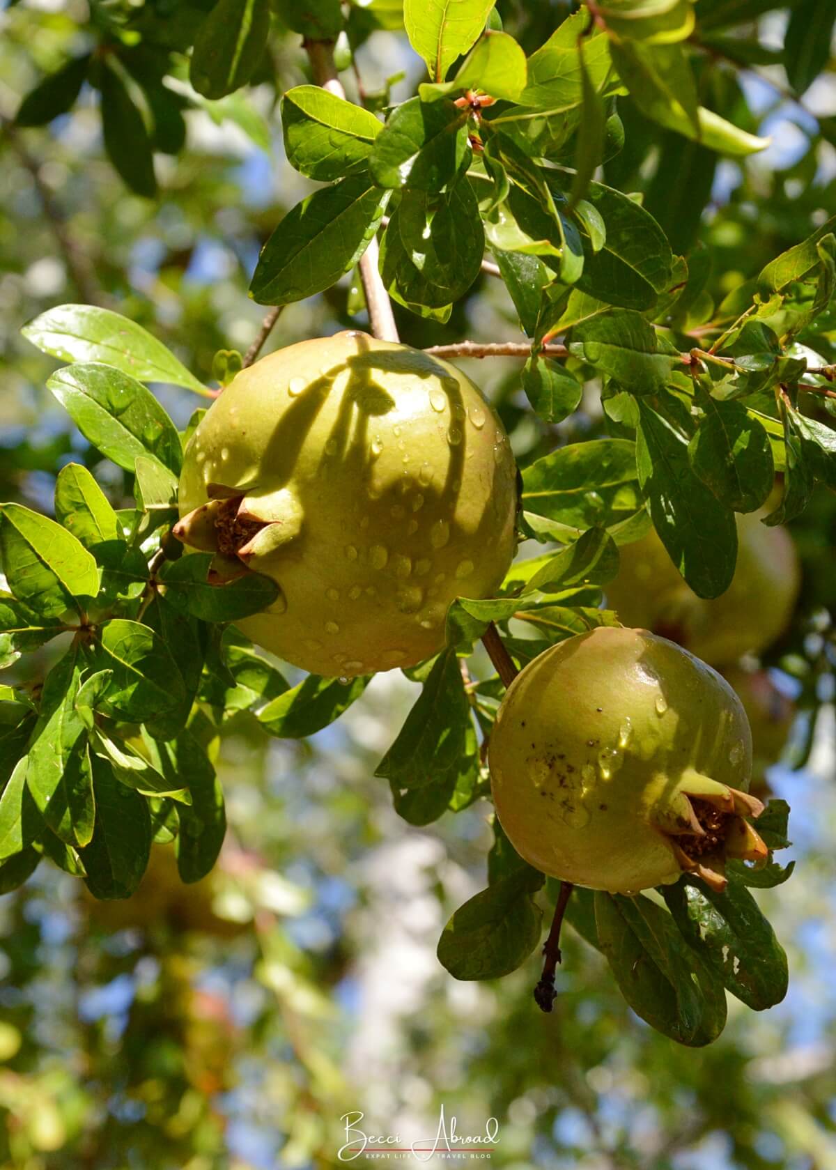 Fruits at Gala Dalí Castle