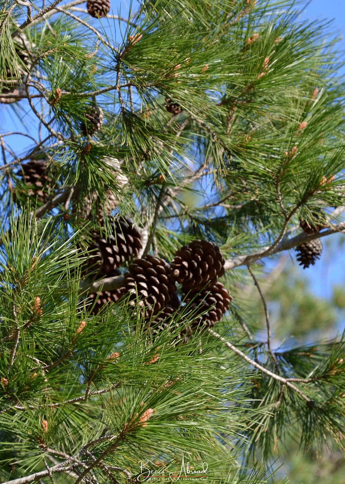 winter in barcelona,Things to do in Barcelona in winter,Barcelona off-season,What to do in Barcelona in winter,barcelona in the winter