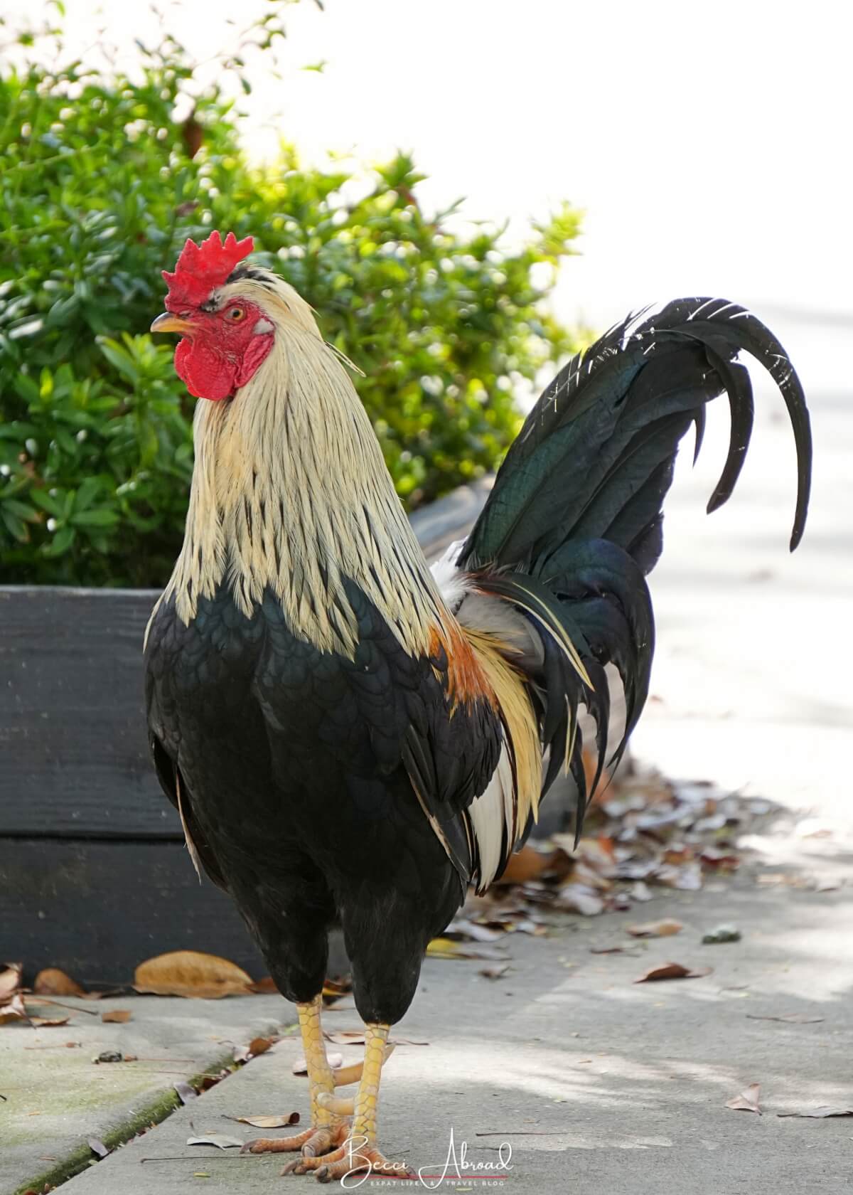 Little Havana,Little Havana in Miami,Calle Ocho,Calle Ocho in Miami