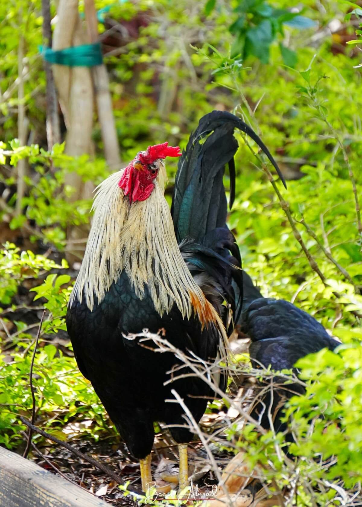 Little Havana,Little Havana in Miami,Calle Ocho,Calle Ocho in Miami
