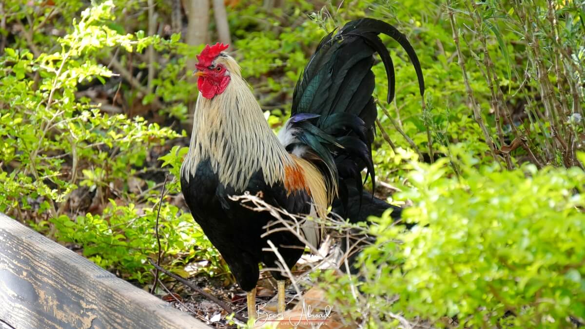 Little Havana,Little Havana in Miami,Calle Ocho,Calle Ocho in Miami