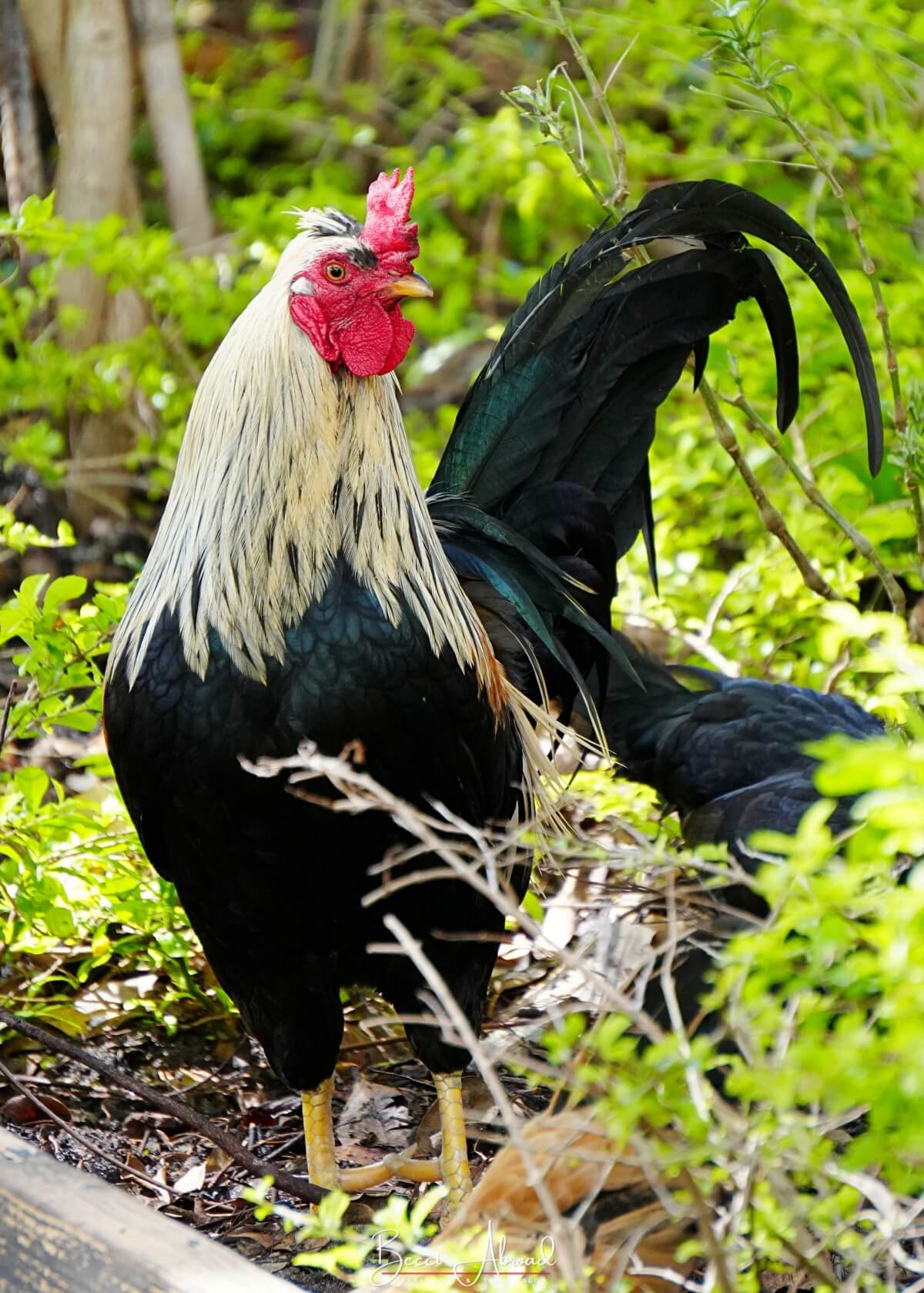 Little Havana,Little Havana in Miami,Calle Ocho,Calle Ocho in Miami